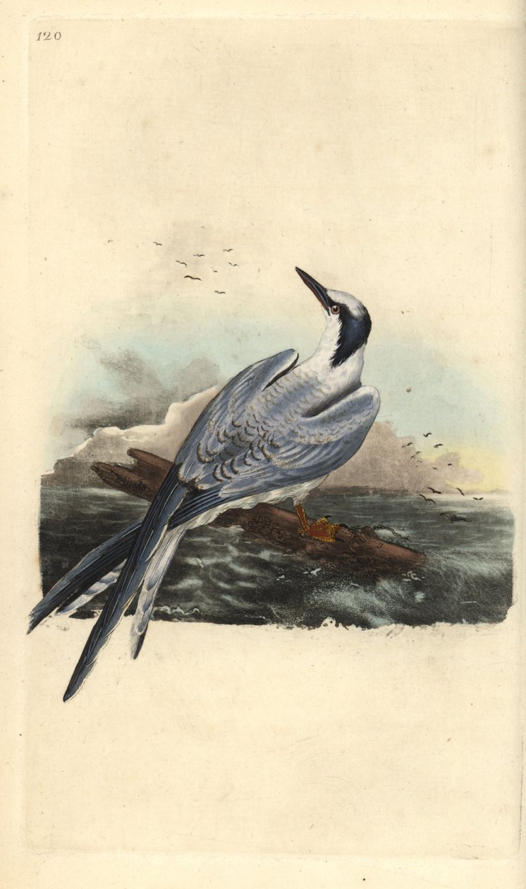 Sandwich Tern, Thalasseus Sandvicensis (Handcoloured Copperplate Drawn and Engraved by Edward Donovan from His Own 