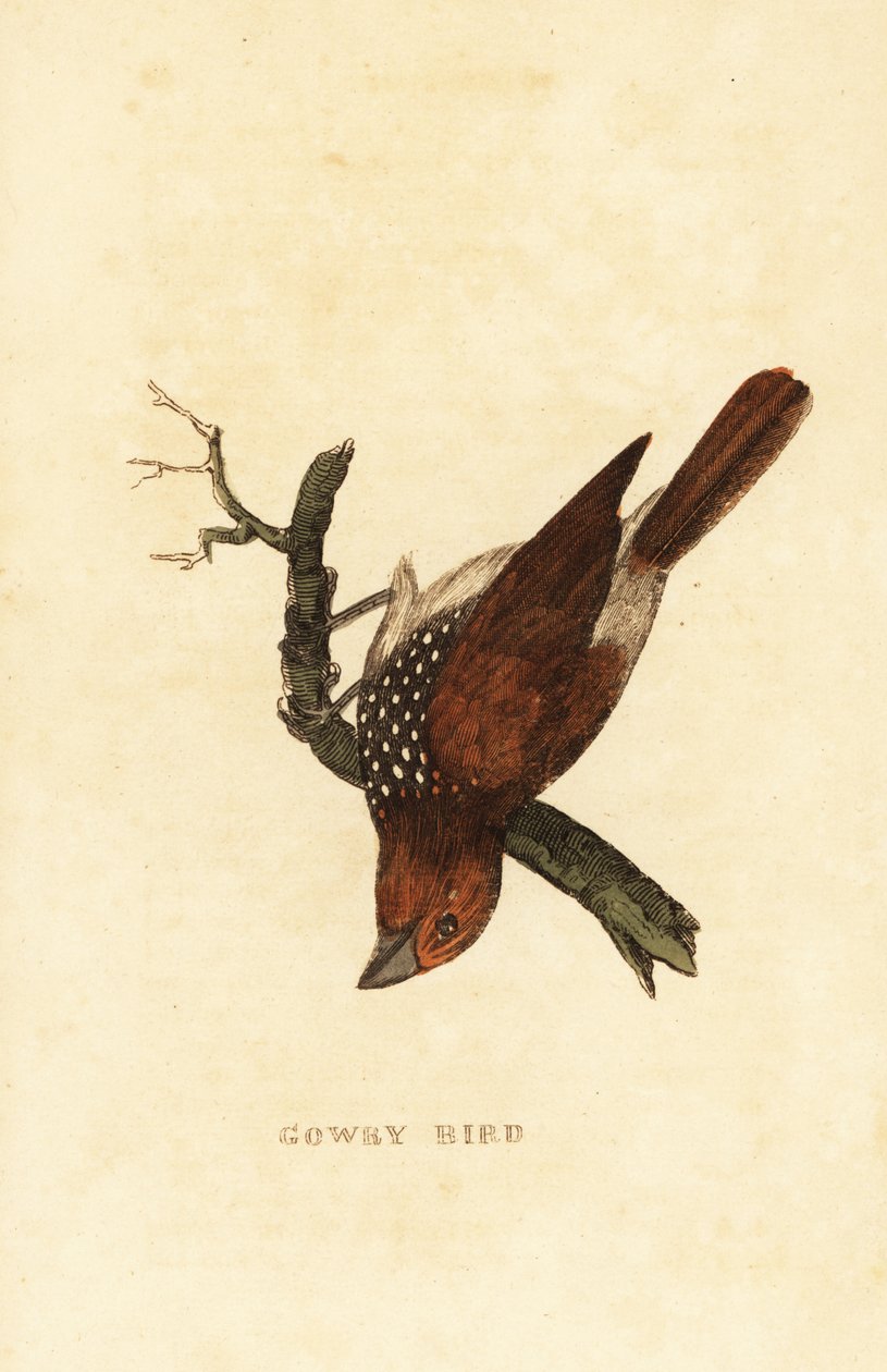 Scaly-breasted munia or spotted munia, Lonchura punctulata by Edward Donovan