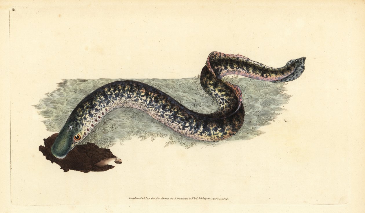 Sea lamprey, Petromyzon marinus (Marine or spotted lamprey). Handcoloured copperplate drawn and engraved by Edward Donovan from his Natural History of British Fishes, Donovan and F.C. and J. Rivington, London by Edward Donovan