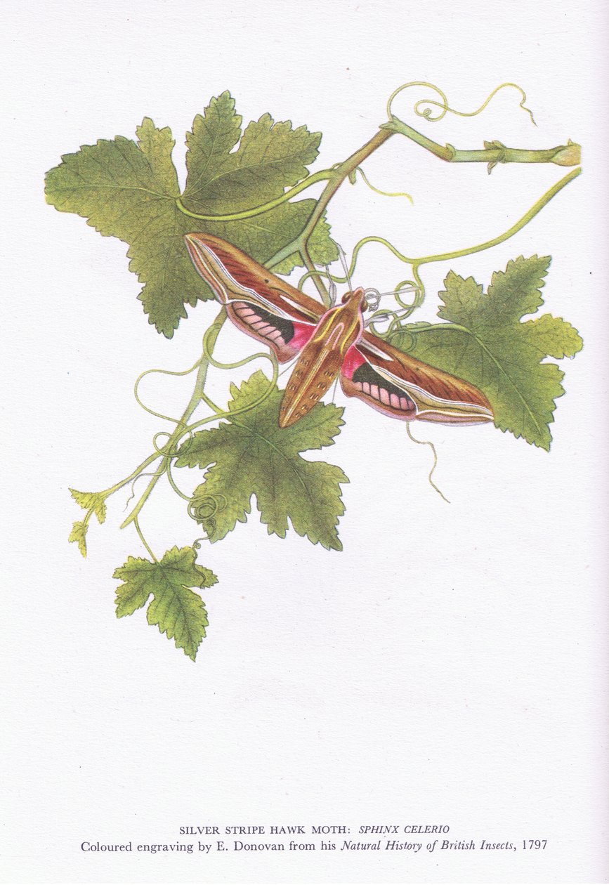 Silver Stripe Hawk Moth, Shinx Celerio, Nature in Britain published by Collins by Edward Donovan