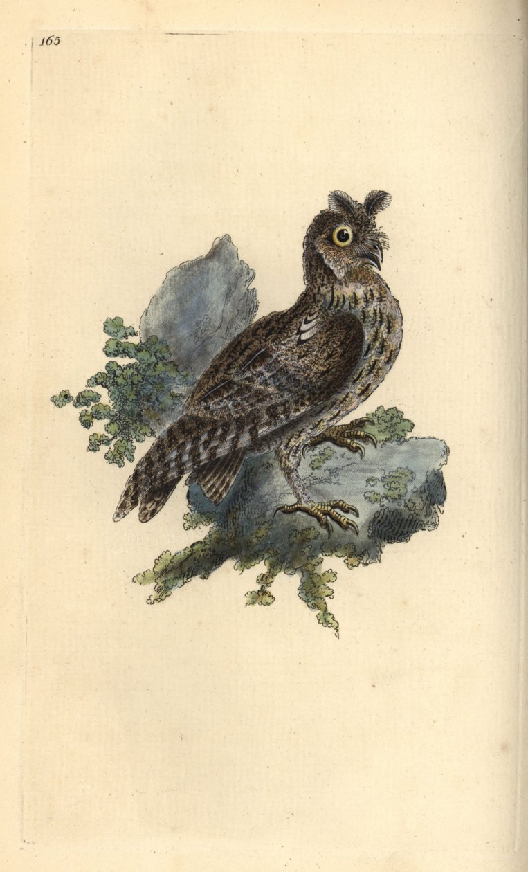 Smaller Pencilled or Siberian Eared Owl, Strix pulchella by Edward Donovan
