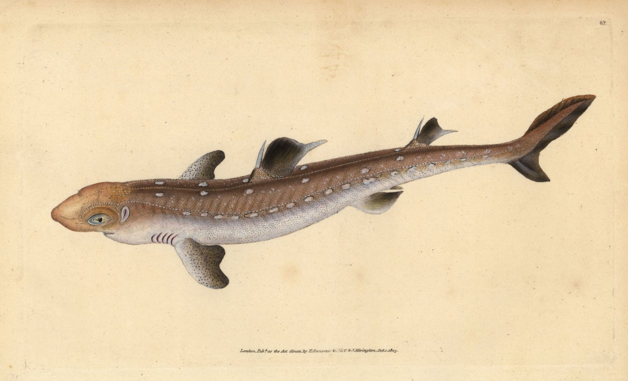 Spiny dogfish, Squalus acanthias by Edward Donovan