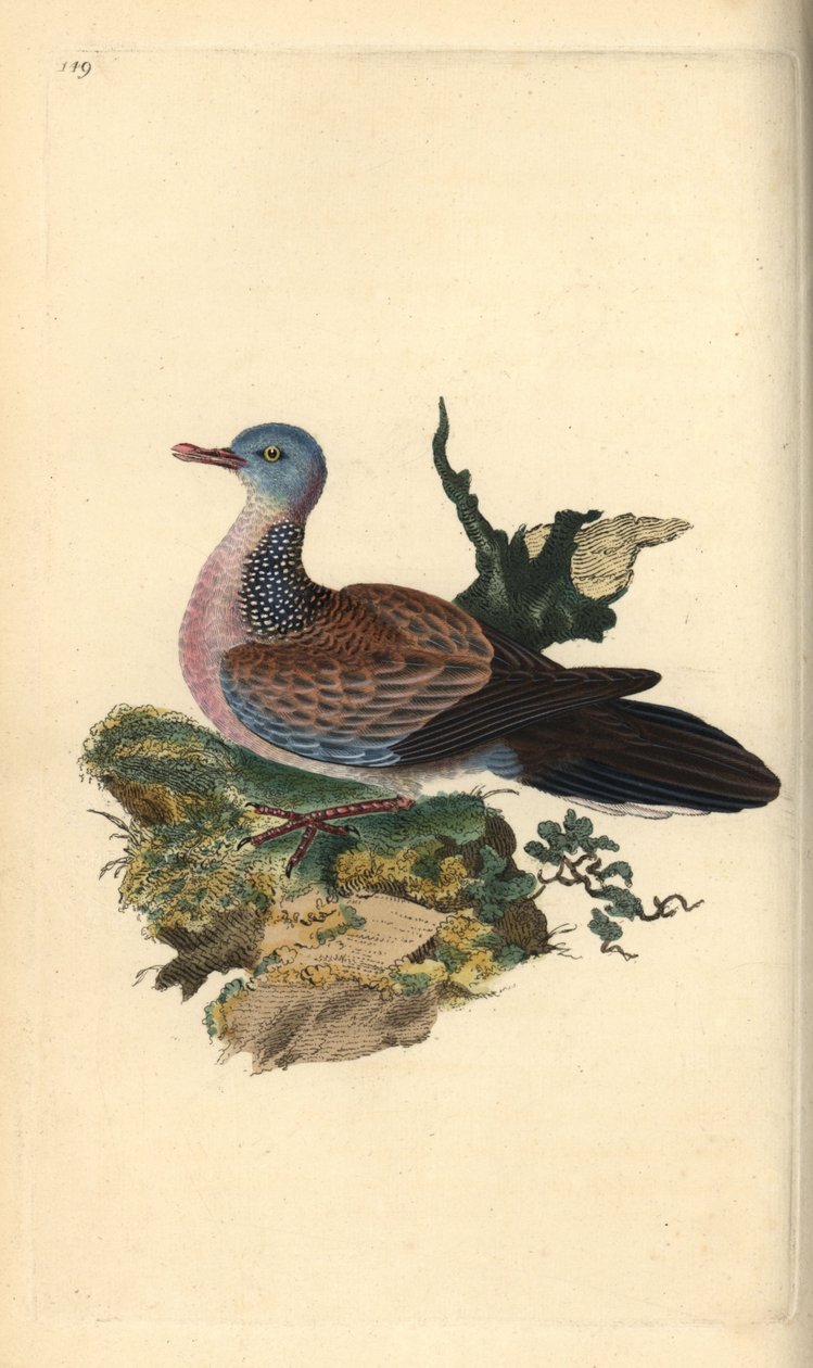Spotted dove or pancou, Spilopelia chinensis. Handcoloured copperplate from Natural History of British Birds, London by Edward Donovan