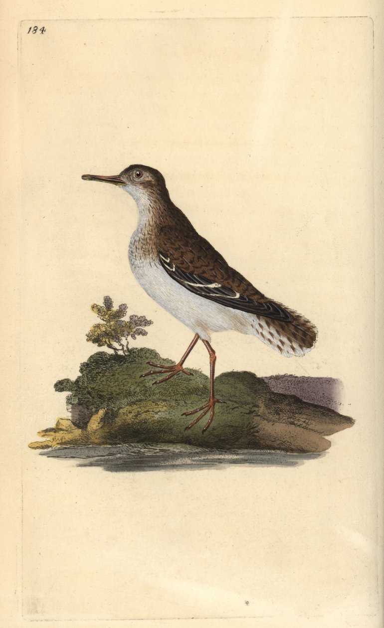 Spotted Sandpiper, Actitis macularia. Handcoloured copperplate from Natural History of British Birds, London by Edward Donovan