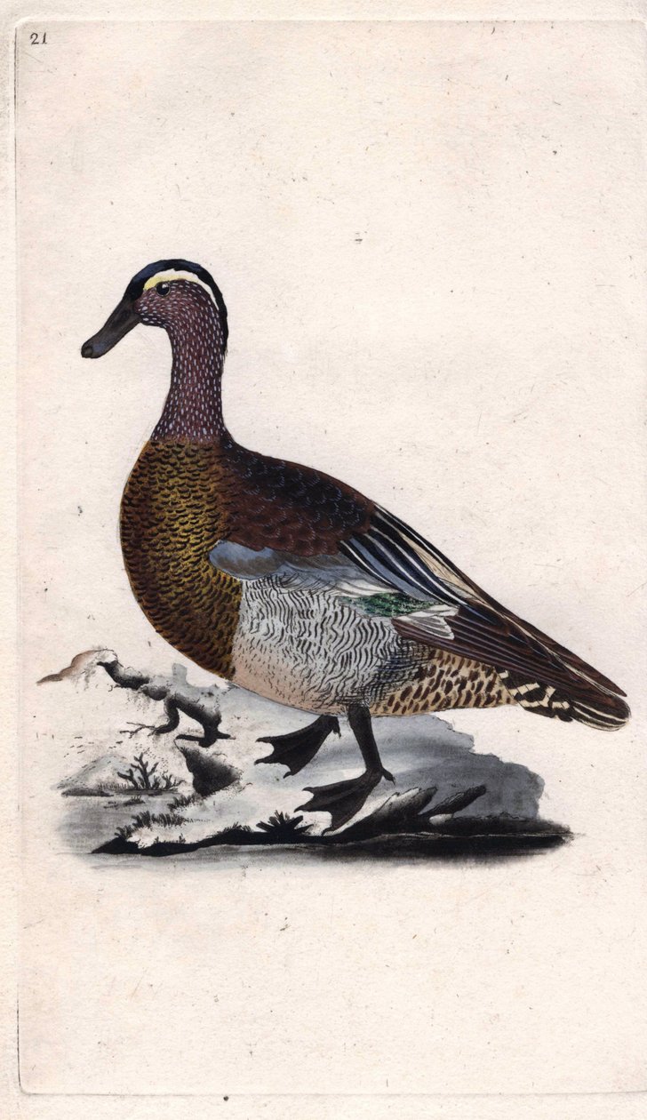 Summer Teal. Copper engraving by Edward Donovan from 