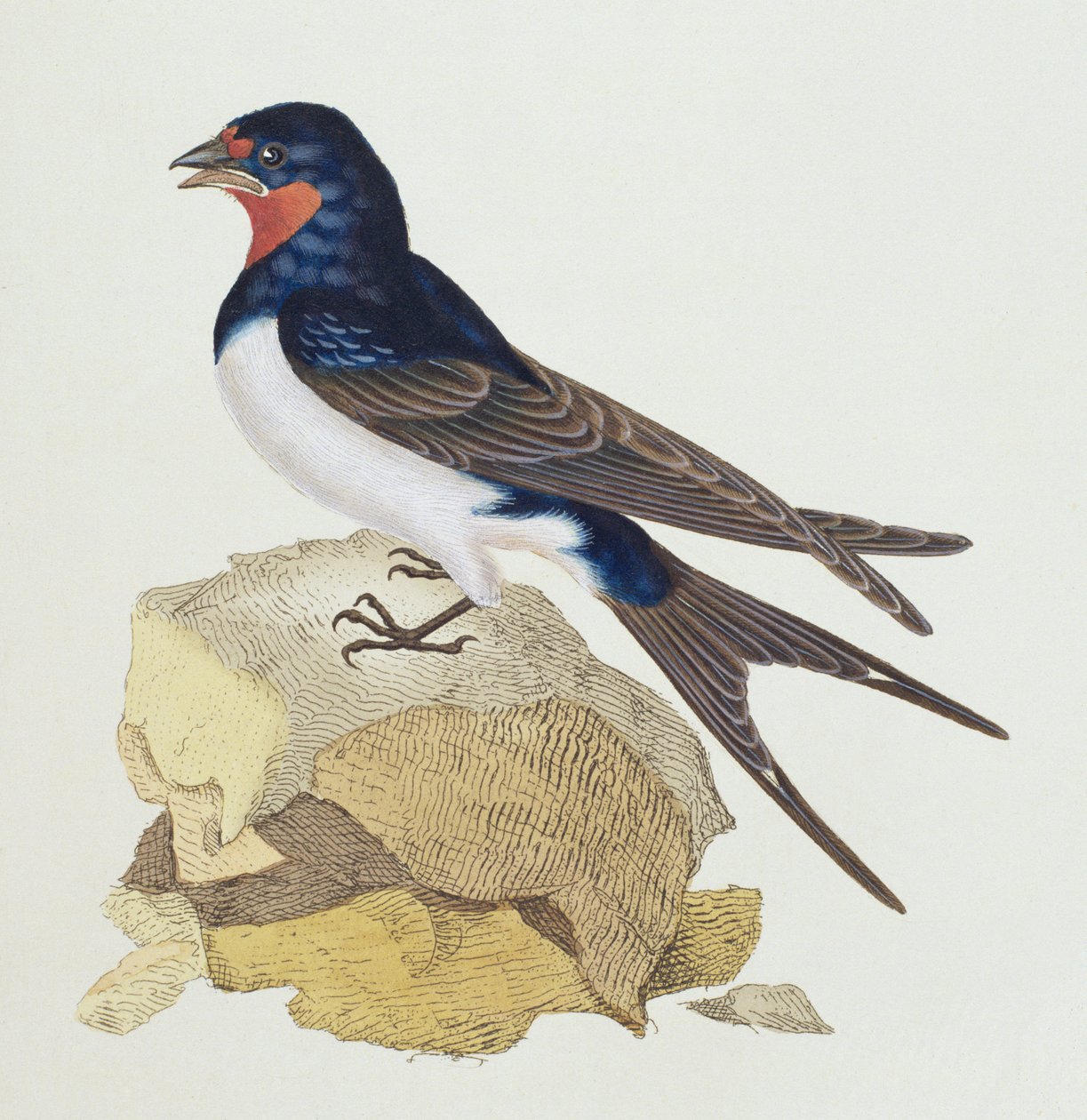 Swallow from 