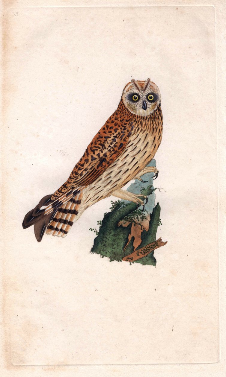Swamp Owl by Edward Donovan