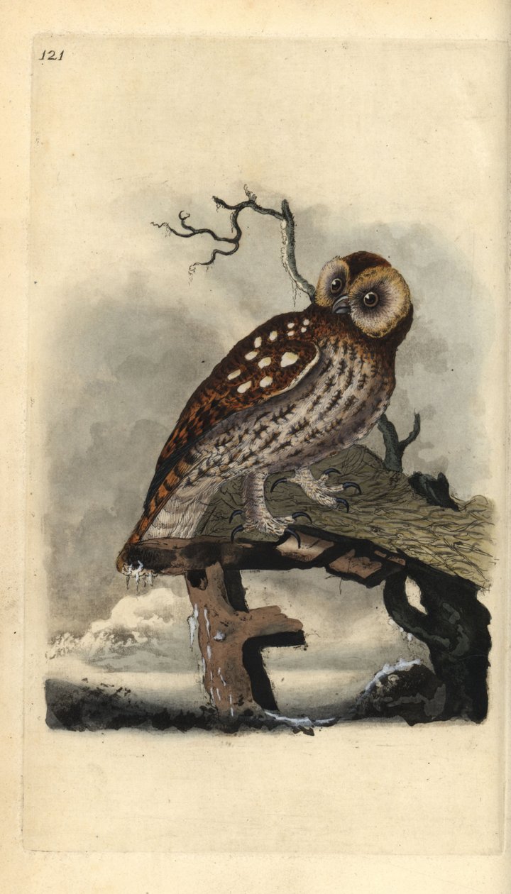 Tawny Owl, Strix aluco. Handcoloured copperplate from Natural History of British Birds, London by Edward Donovan