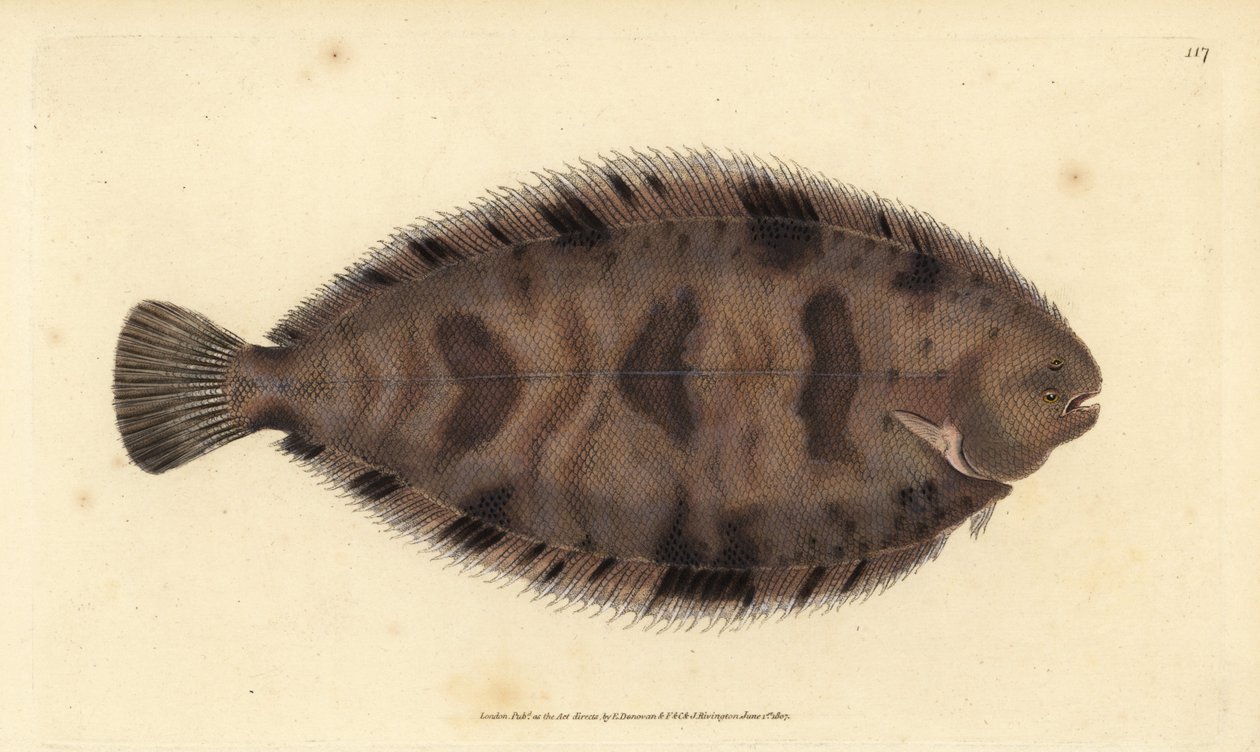 Thickback Sole, Variegated Sole by Edward Donovan