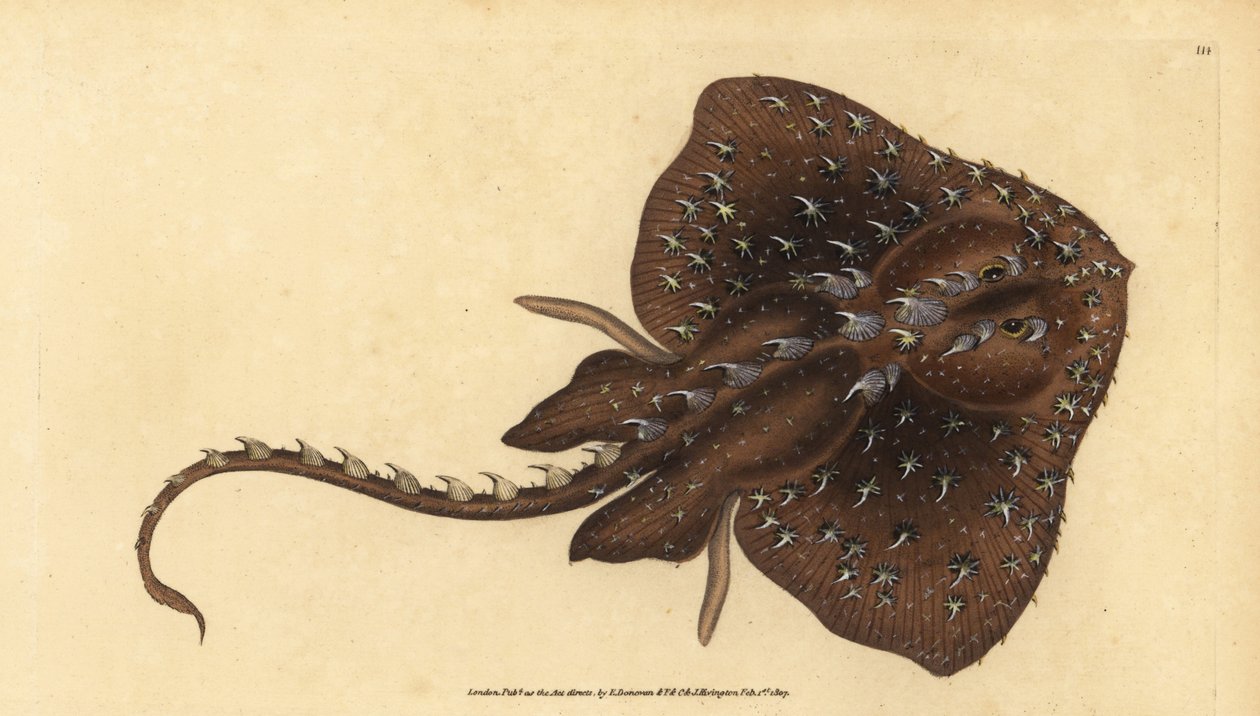 Thorny Skate, Amblyraja Radiata. Handcoloured Copperplate Drawn and Engraved by Edward Donovan from His Natural History of British Fishes by Edward Donovan