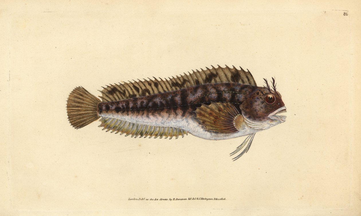 Tompot Blenny, Handcoloured Copperplate by Edward Donovan from 