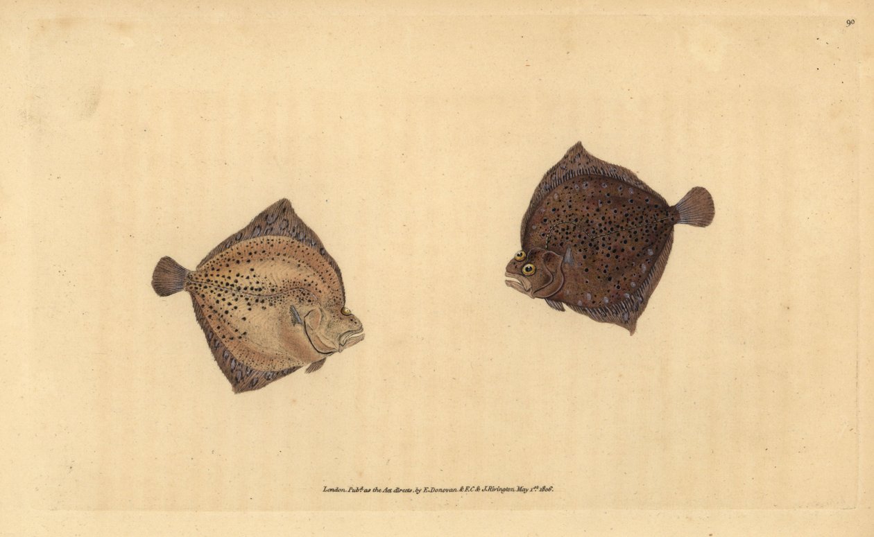 Turbot. Handcoloured copperplate by Edward Donovan from 