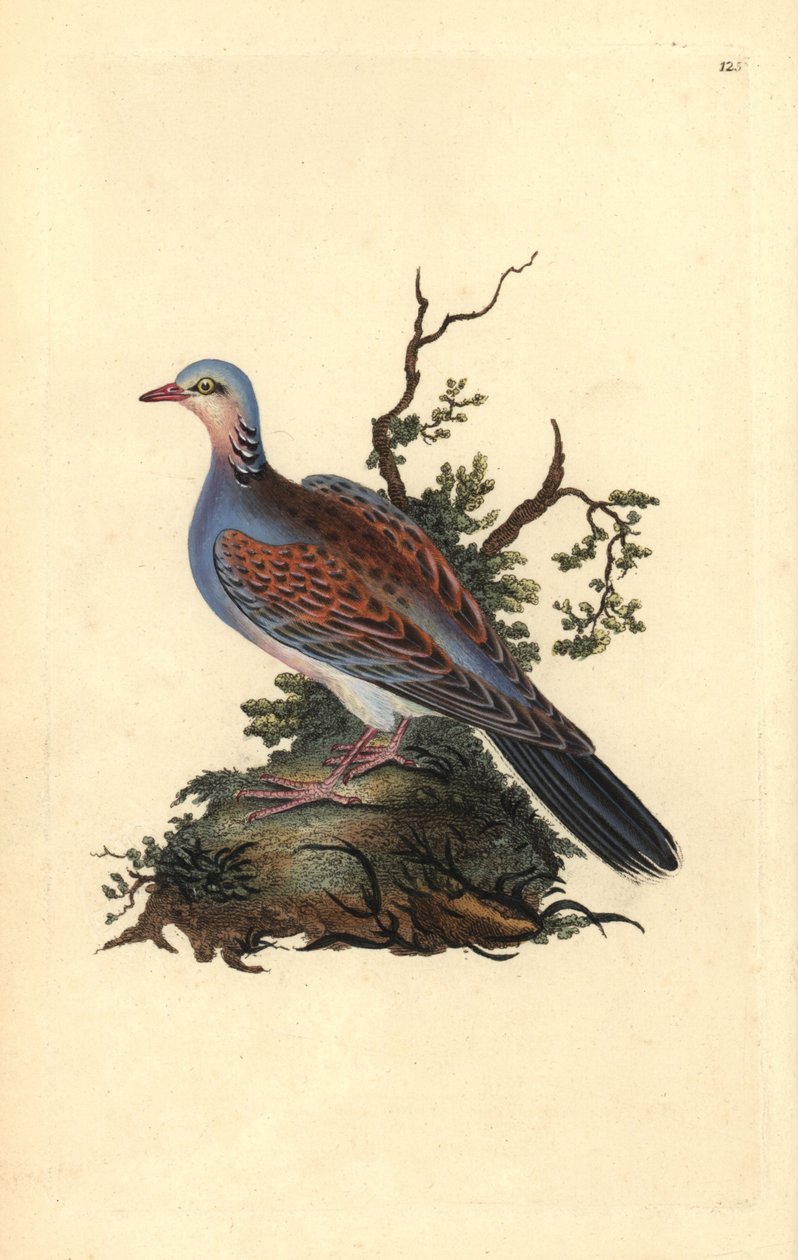 Turtle dove, Streptopelia turtur. Handcoloured copperplate drawn and engraved by Edward Donovan from his own “Natural History of British Birds” (1794-1819). Edward Donovan (1768-1837) was an Anglo-Irish amateur zoologist, writer, artist and engraver. He wr by Edward Donovan