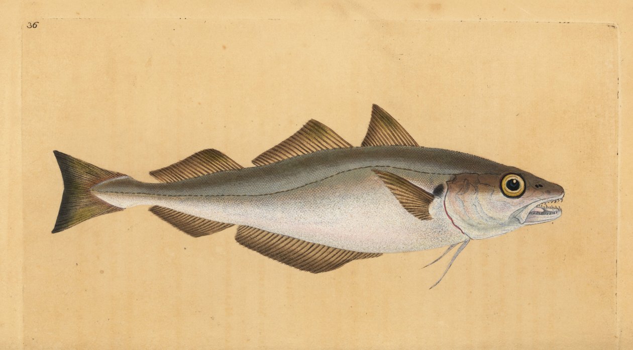 Whiting. Handcoloured copperplate by Edward Donovan from 