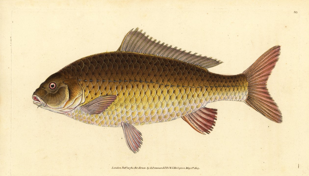 Wild Common Carp, Cyprinus carpio. Vulnerable. Handcoloured Copperplate Drawn and Engraved by Edward Donovan from His Natural History of British Fishes, Donovan and F.C. and J. Rivington, London by Edward Donovan