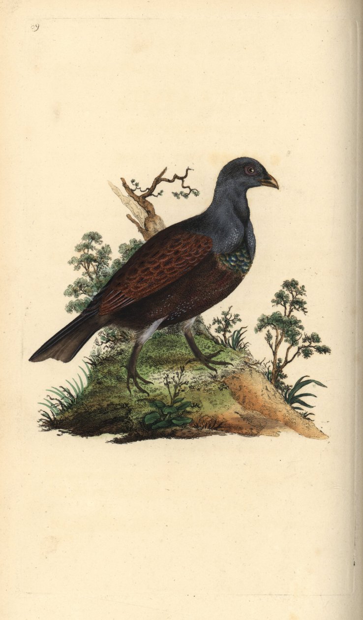 Western capercaillie, Tetrao urogallus. Handcoloured copperplate drawn and engraved by Edward Donovan from his own Natural History of British Birds, London by Edward Donovan