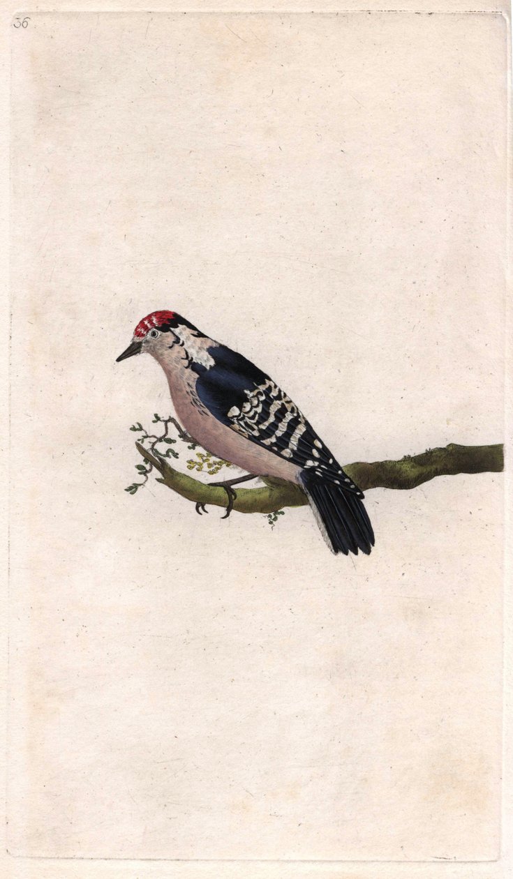 Woodpecker, Dendrocopos minor by Edward Donovan