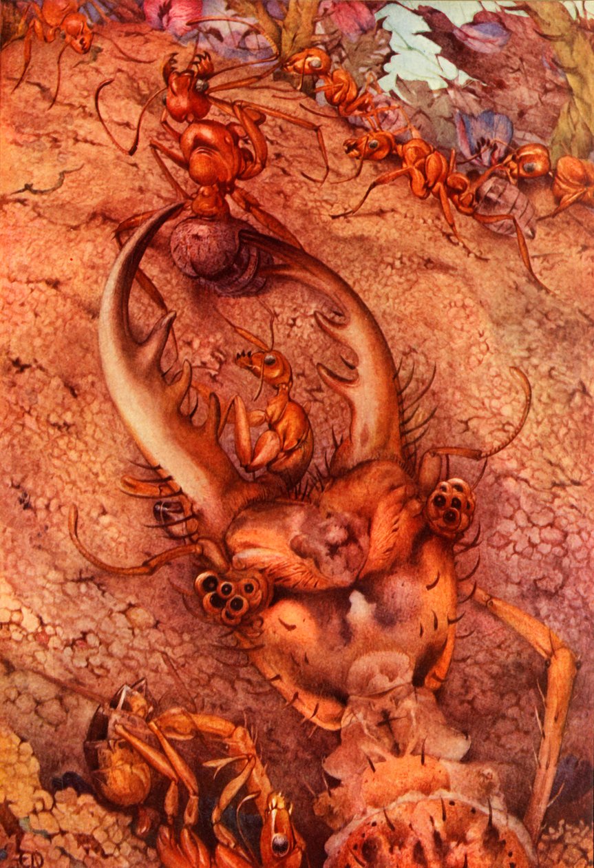 The Ant Lion, 1914 by Edward Julius Detmold