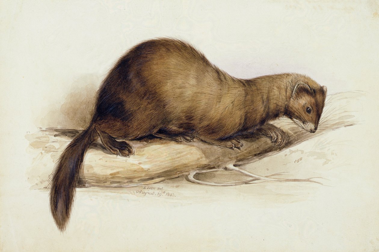 A Weasel by Edward Lear