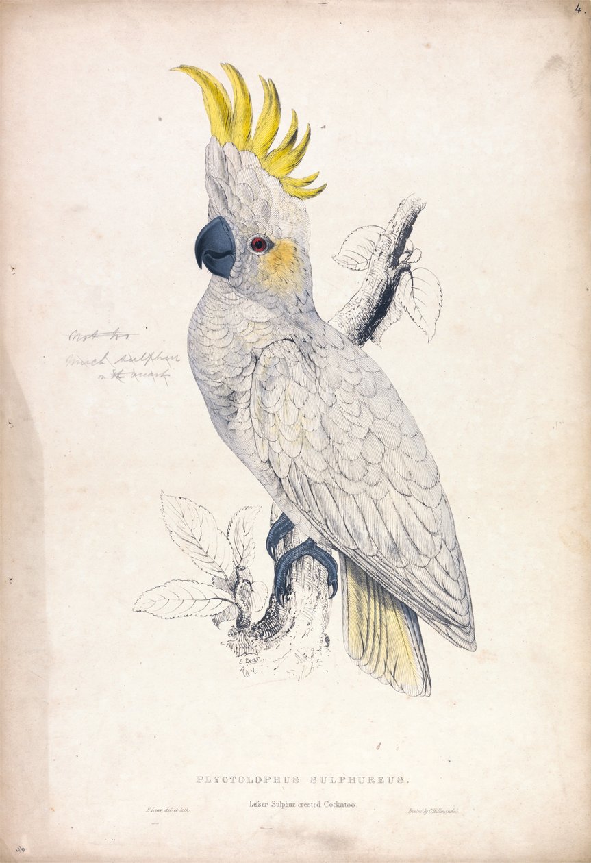 Lesser Sulphur-crested Cockatoo (Plate 4) by Edward Lear
