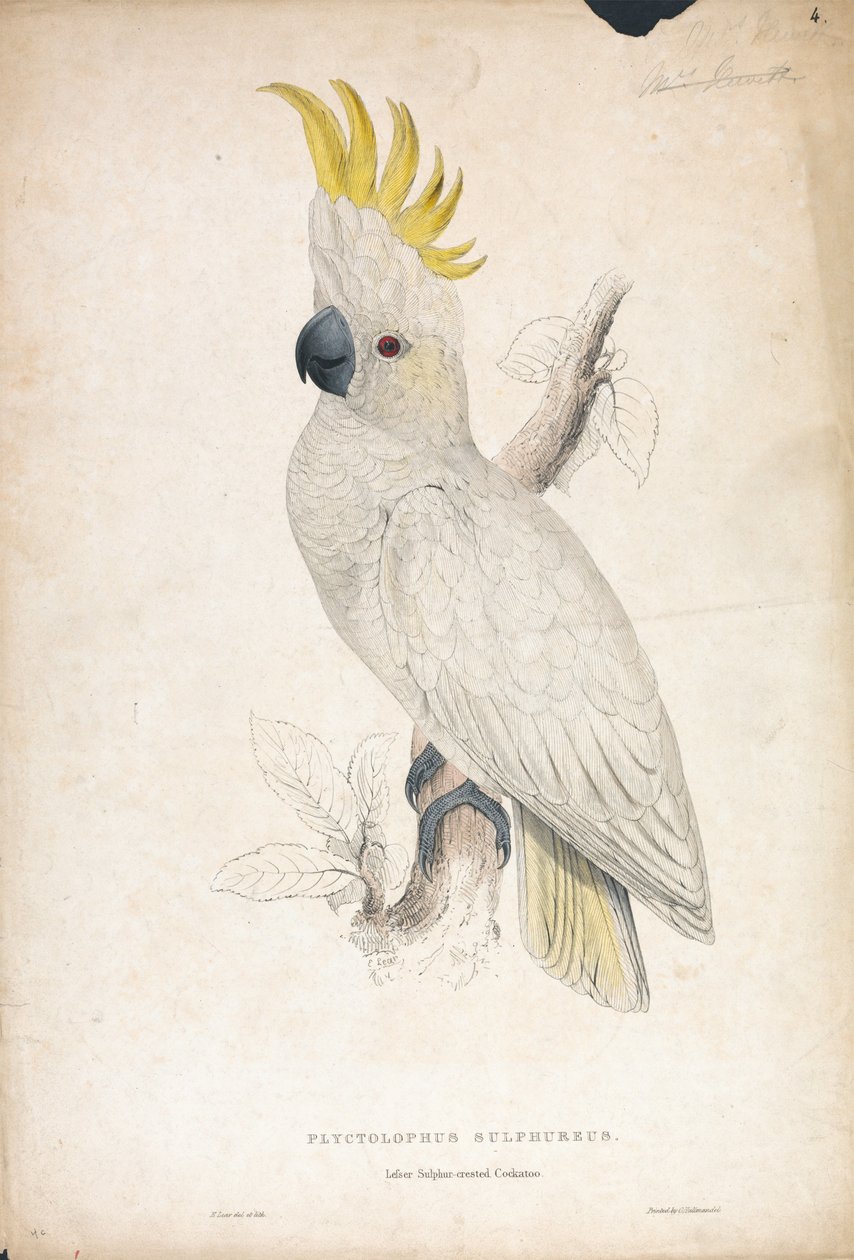 Lesser Sulphur-crested Cockatoo (Plate 4) by Edward Lear