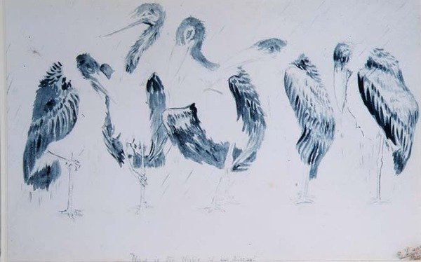 Studies of Storks by Edward Lear