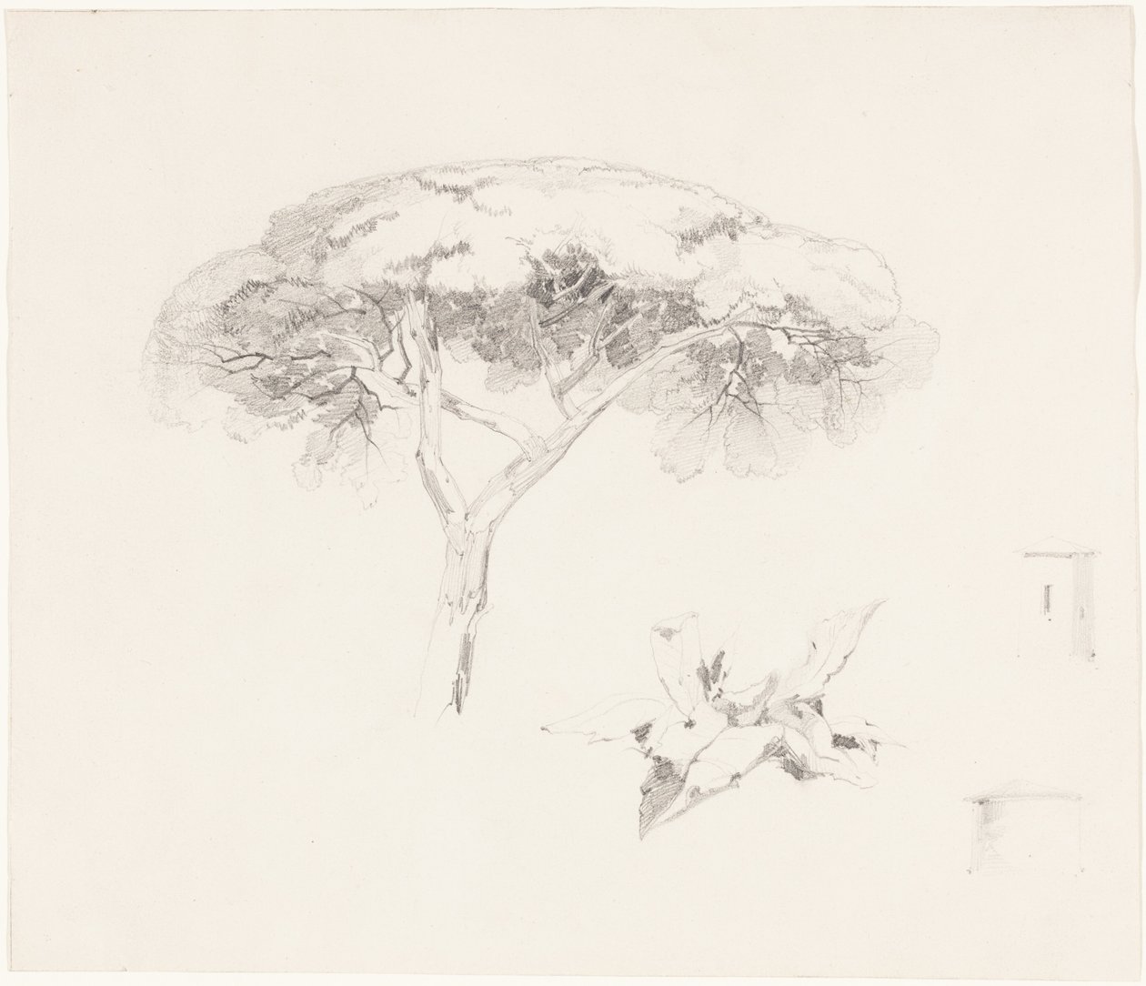 Umbrella Pine and Other Studies by Edward Lear