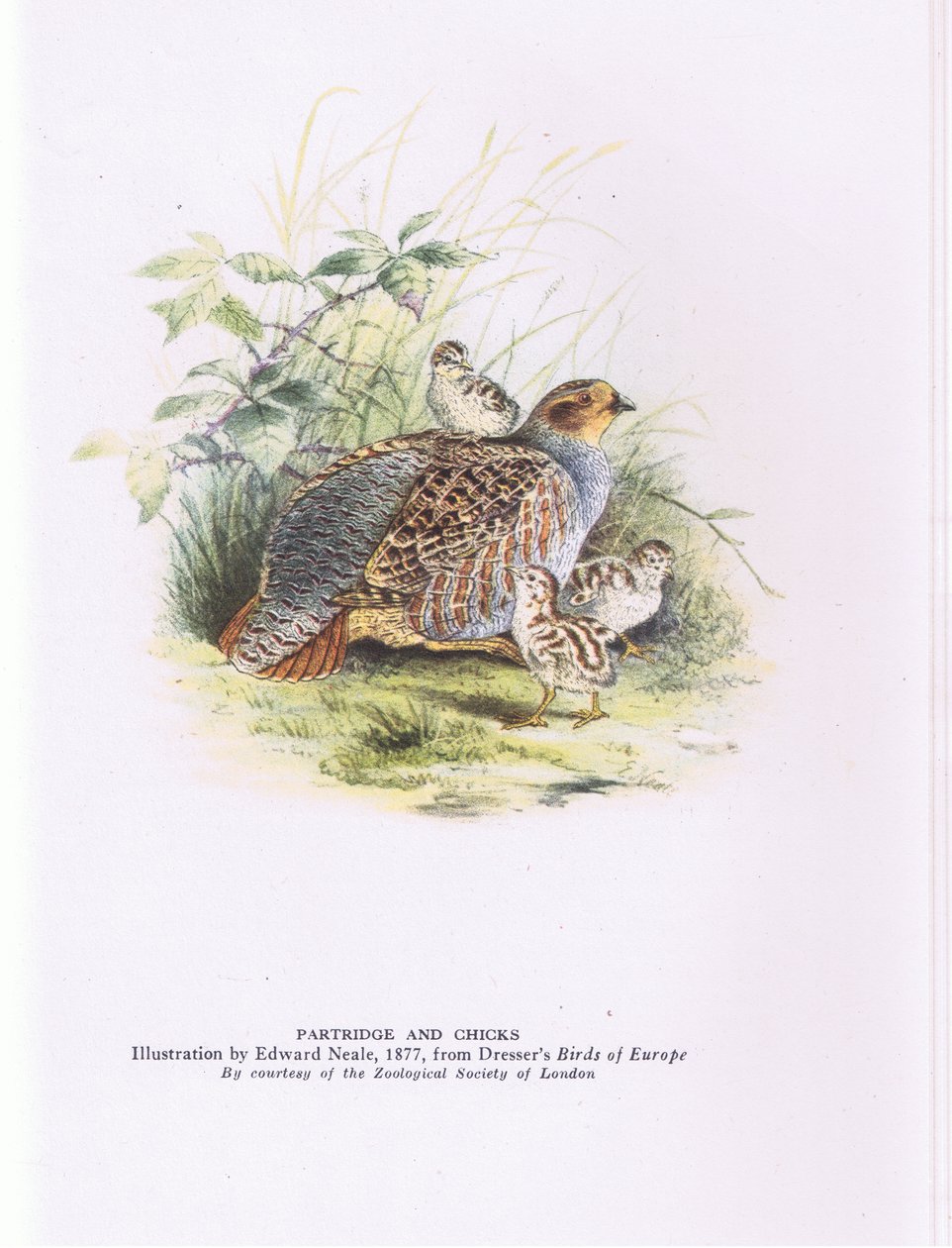 Partridge and chicks, Nature in Britain published by Collins by Edward Neale