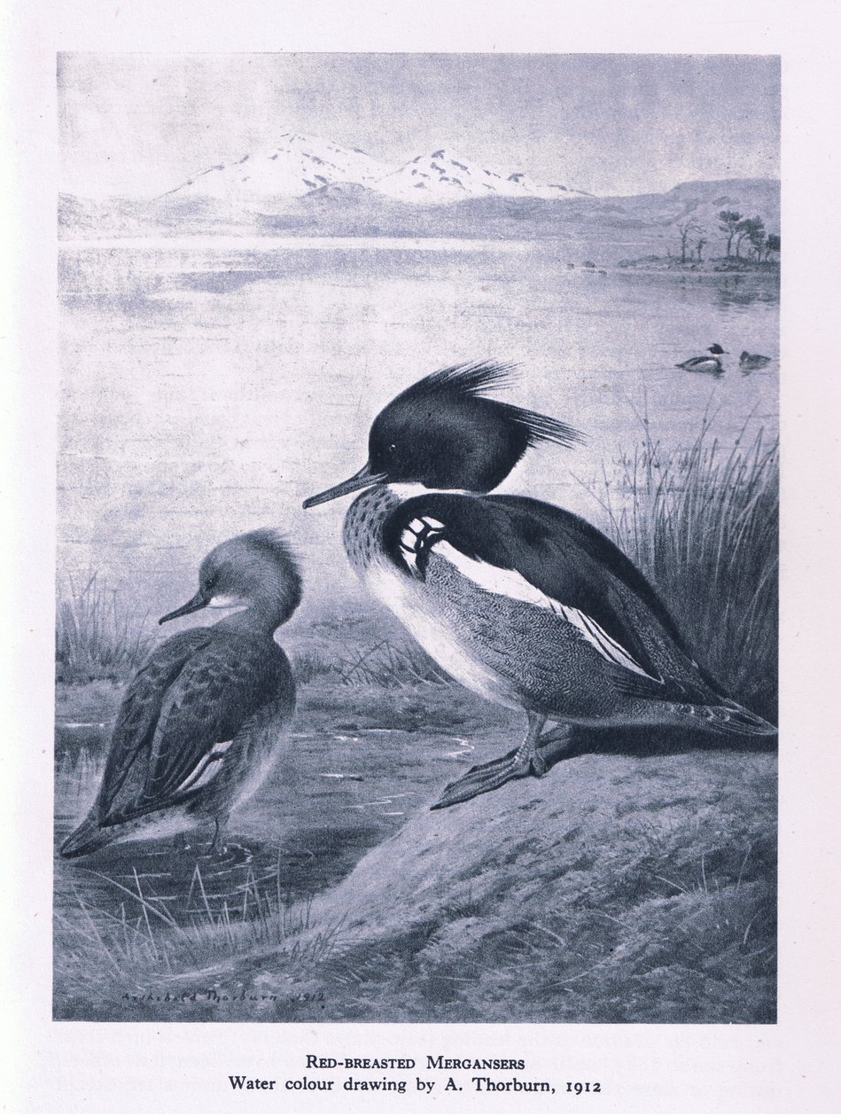 Red Breasted Merganser, Nature in Britain published by Collins by Edward Neale