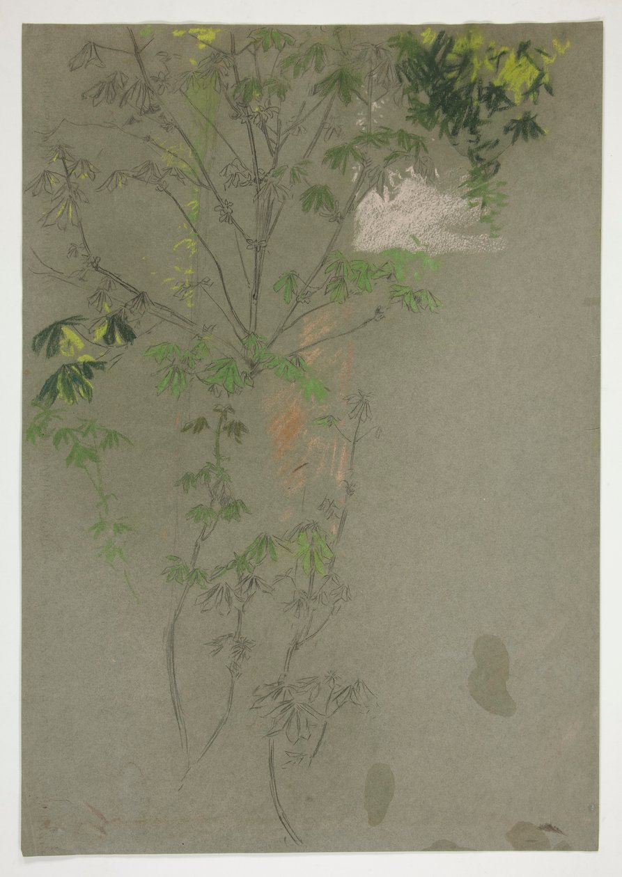 Sketch of Leafing Tree Branches by Edwin Austin Abbey