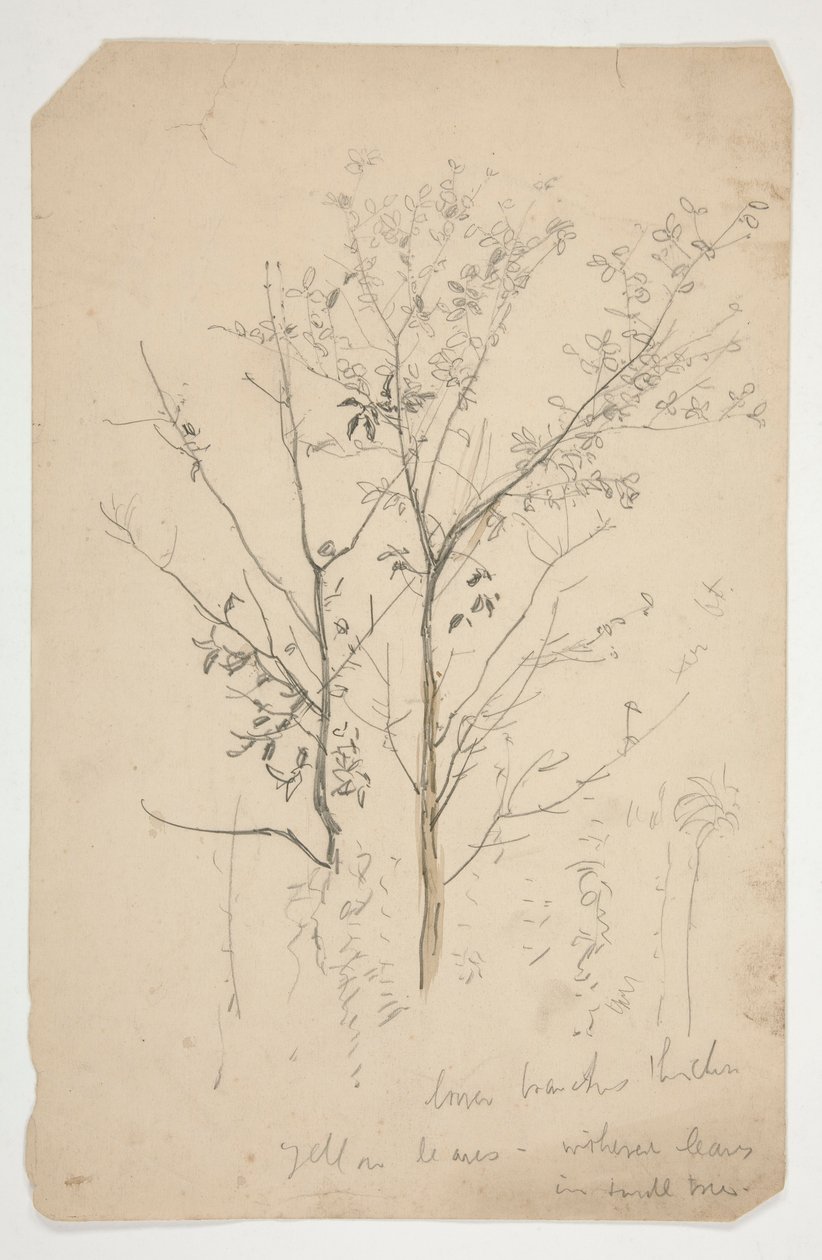 Sketch of Two Trees by Edwin Austin Abbey