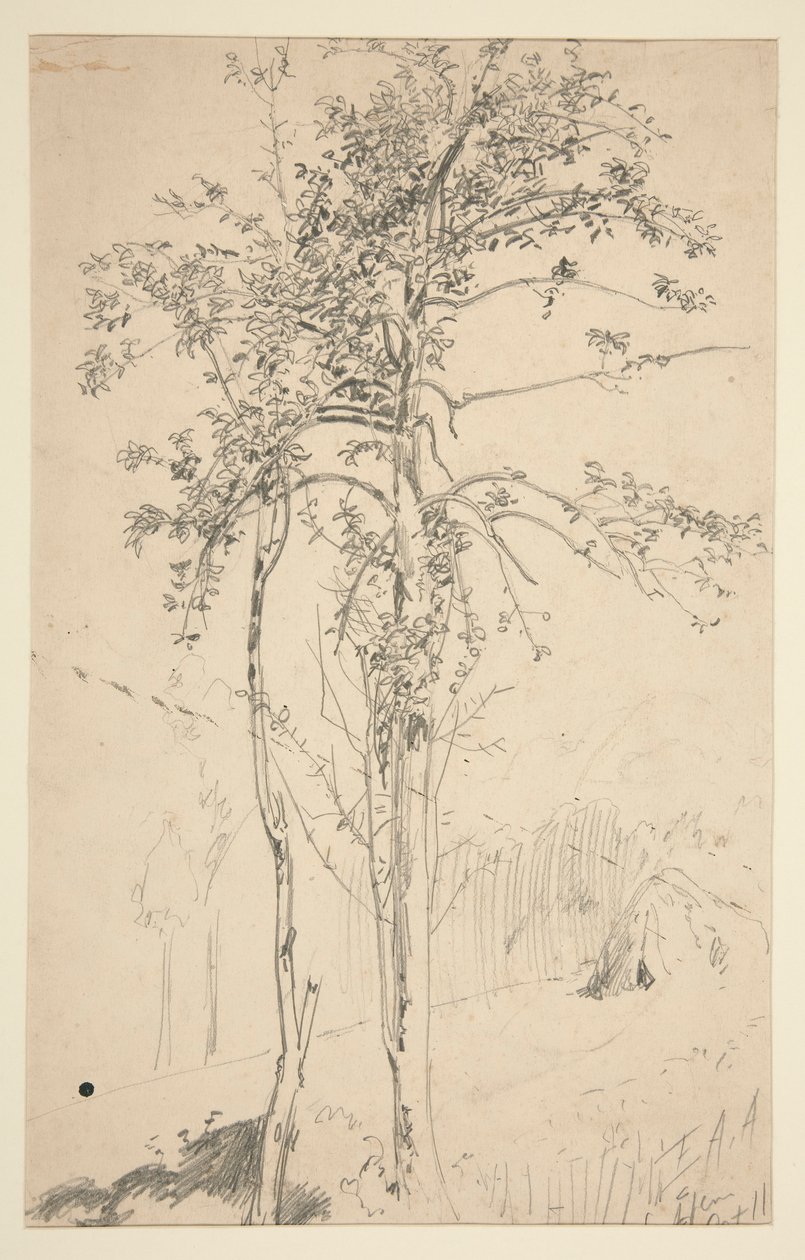 Study of Two Trees by Edwin Austin Abbey