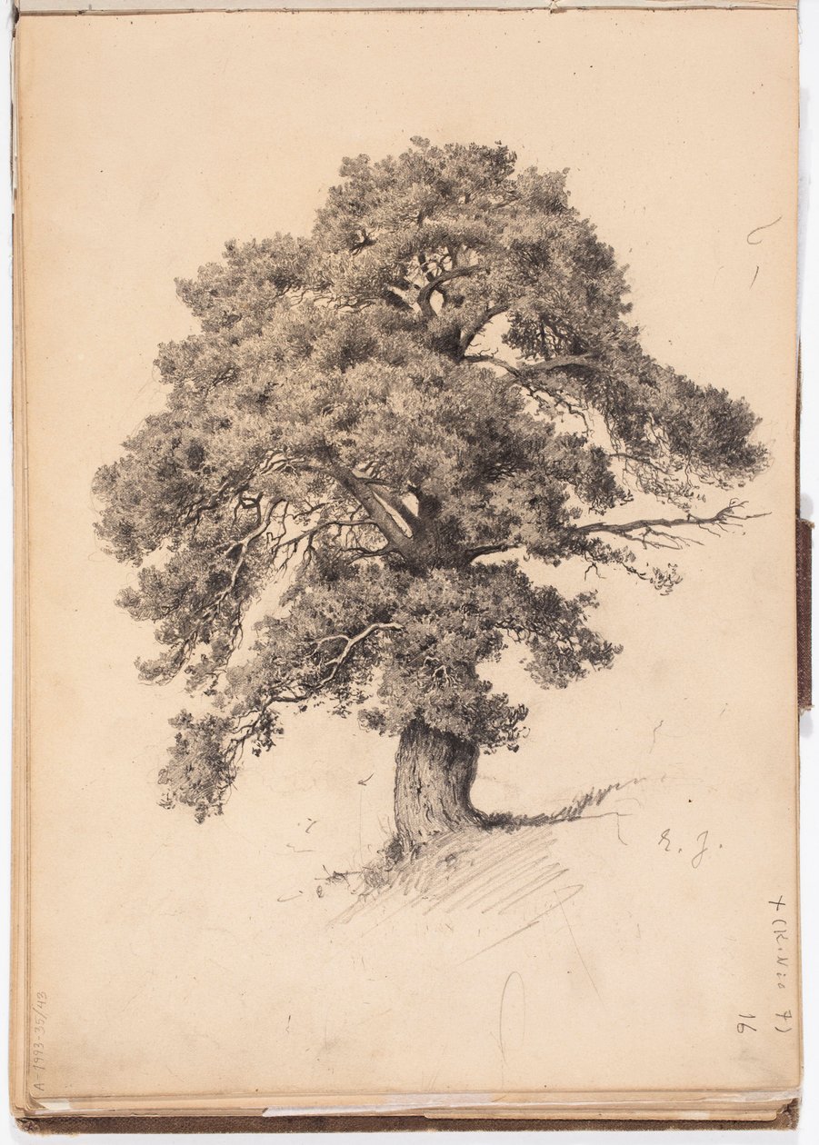 Pine Tree, page from Järnefelt