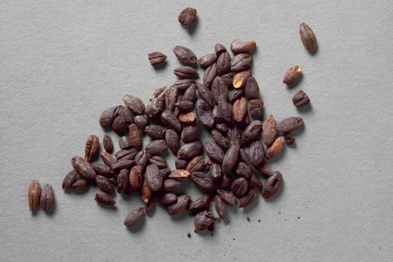 Husks of Emmer, from Fayum by Egyptian