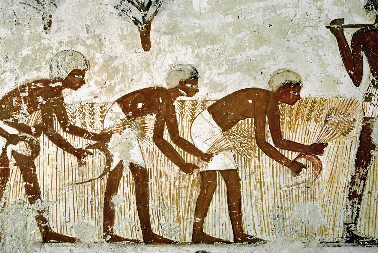 Men cutting corn with sickles by Egyptian 18th Dynasty