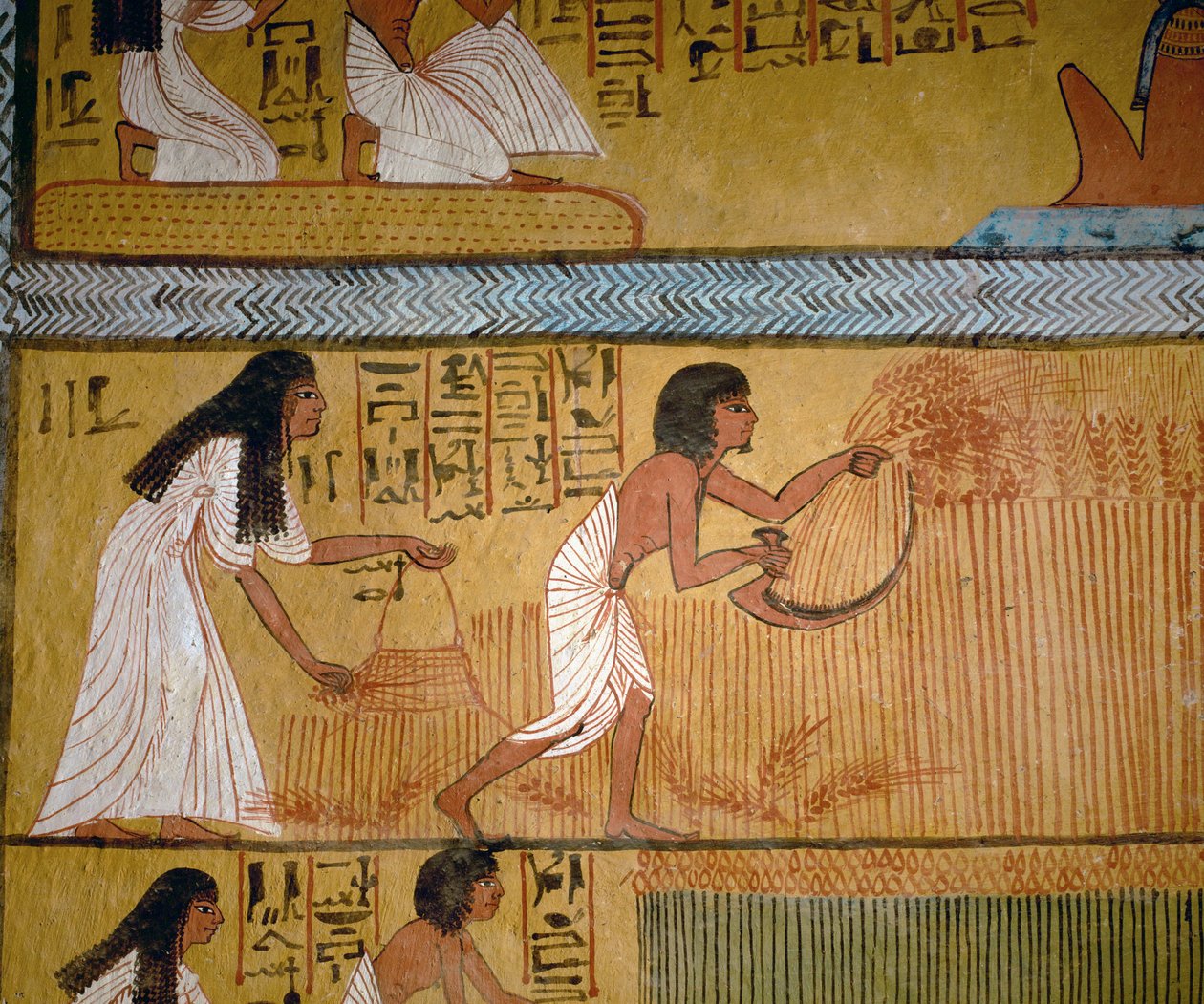 Peasant couple harvesting by Egyptian 18th Dynasty
