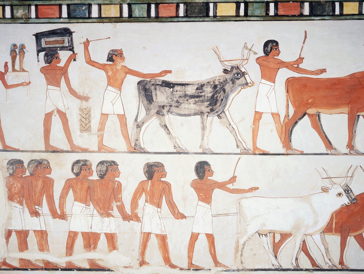 Shepherds and cattle, fresco, south wall, longitudinal chamber, Theban Tomb TT69, Sheikh Abd el-Qurna, Thebes by Egyptian 18th Dynasty