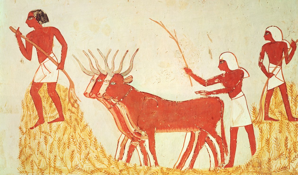 Using Cows to Trample Wheat, from the Tomb of Menna by Egyptian 18th Dynasty