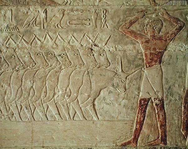 Relief Depicting a Drover Encouraging a Group of Cattle, from the Mastaba of Mereruka, Old Kingdom by Egyptian 6th Dynasty Egyptian 6th Dynasty