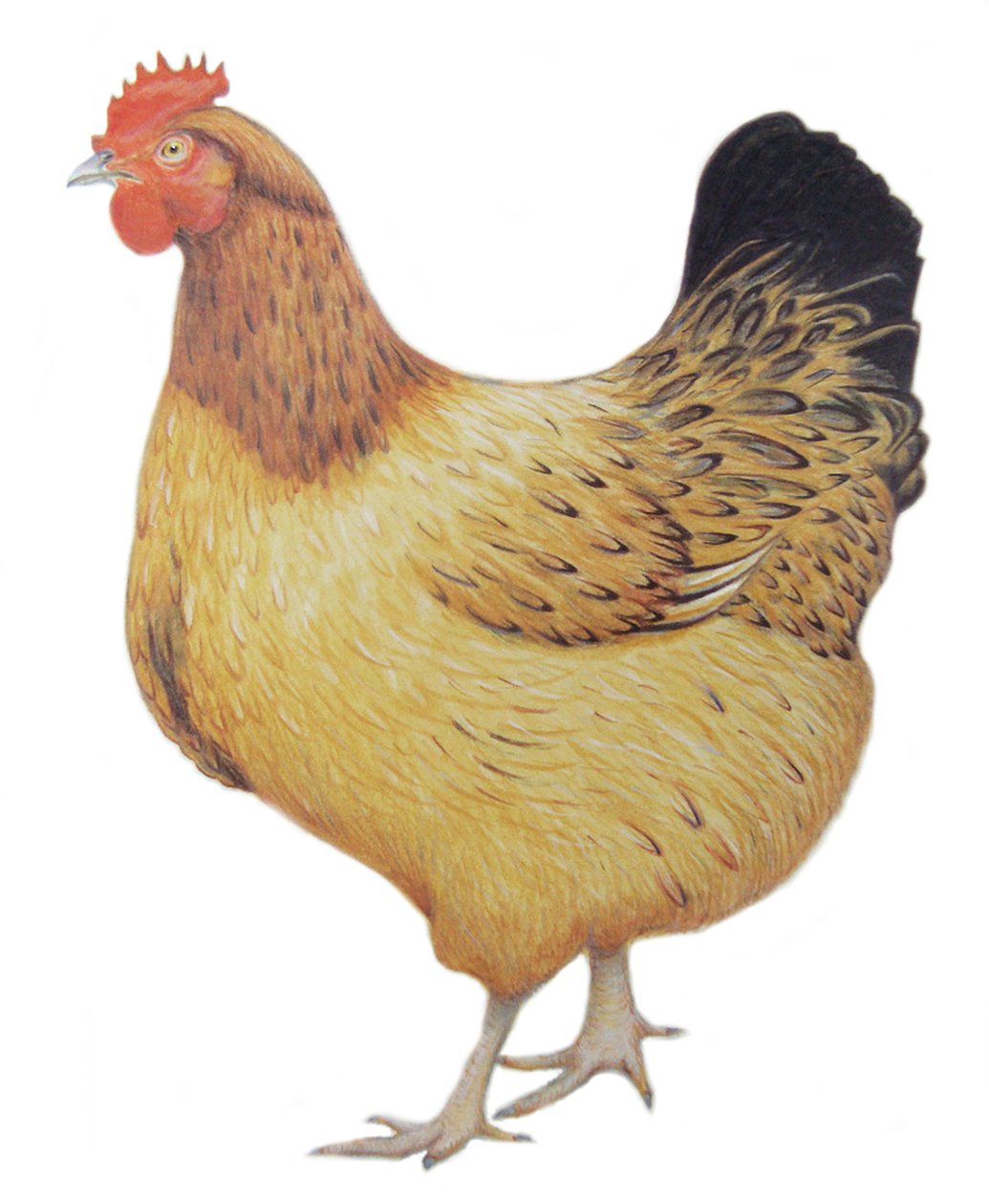 Chicken, 2012 by Eleanor Grafton