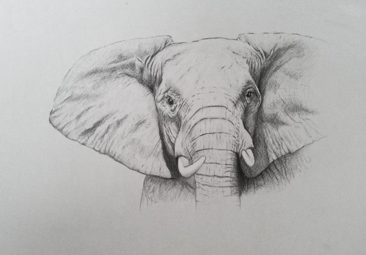 Elephant, 2011 by Eleanor Grafton
