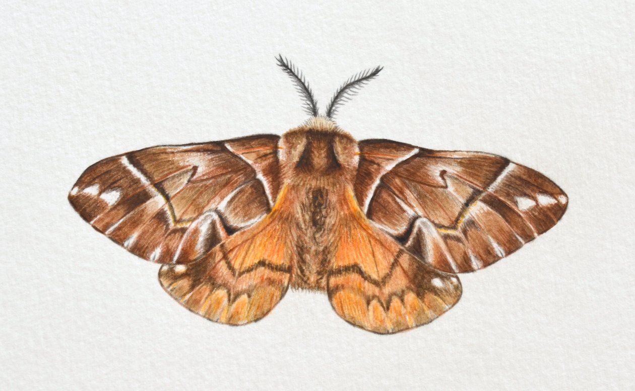 Kentish Glory Moth, 2023 by Eleanor Grafton