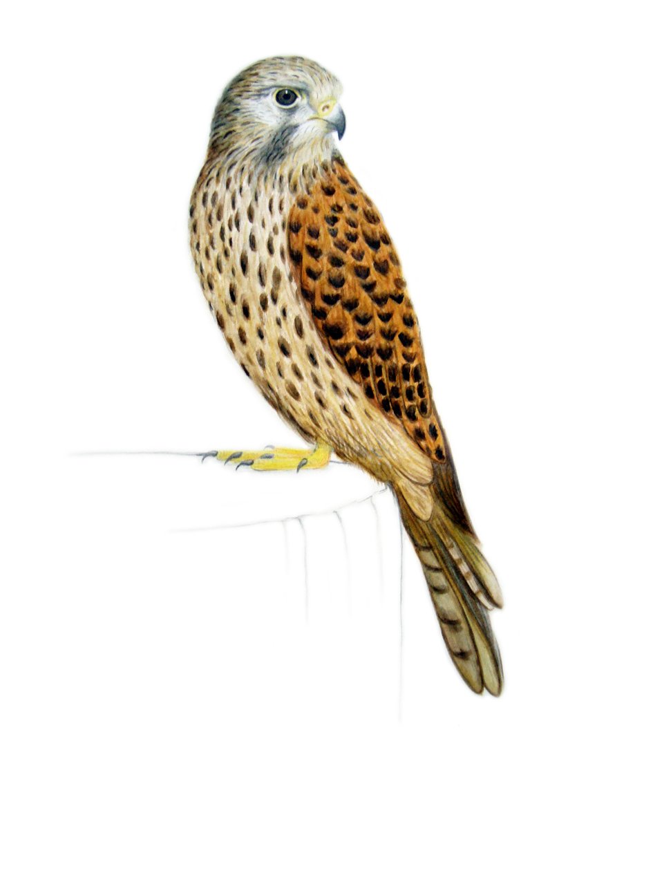 Kestrel, 2011 by Eleanor Grafton