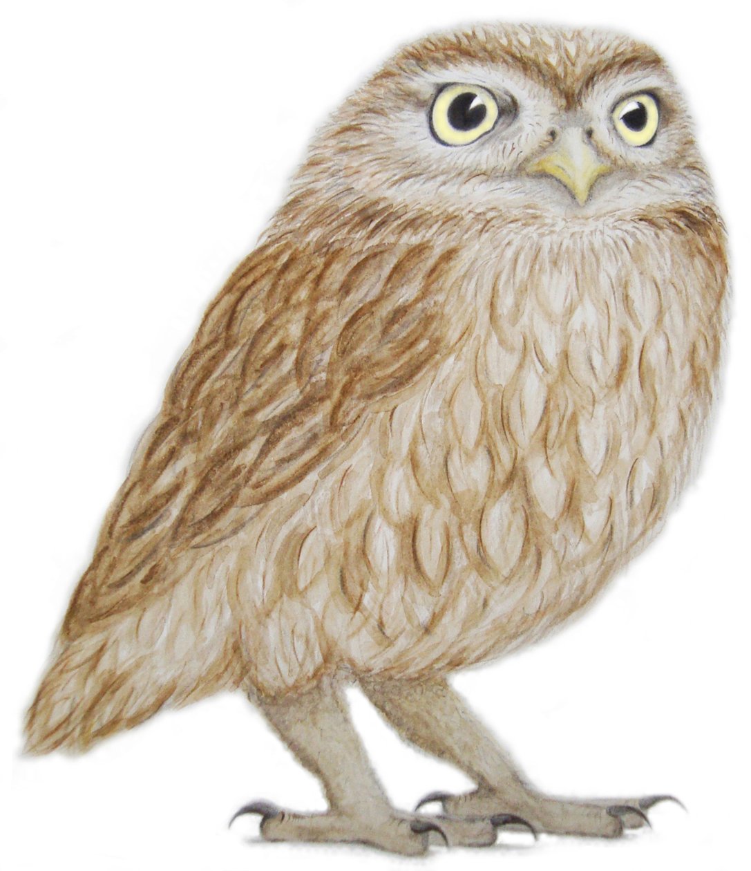 Little Owl, 2011 by Eleanor Grafton