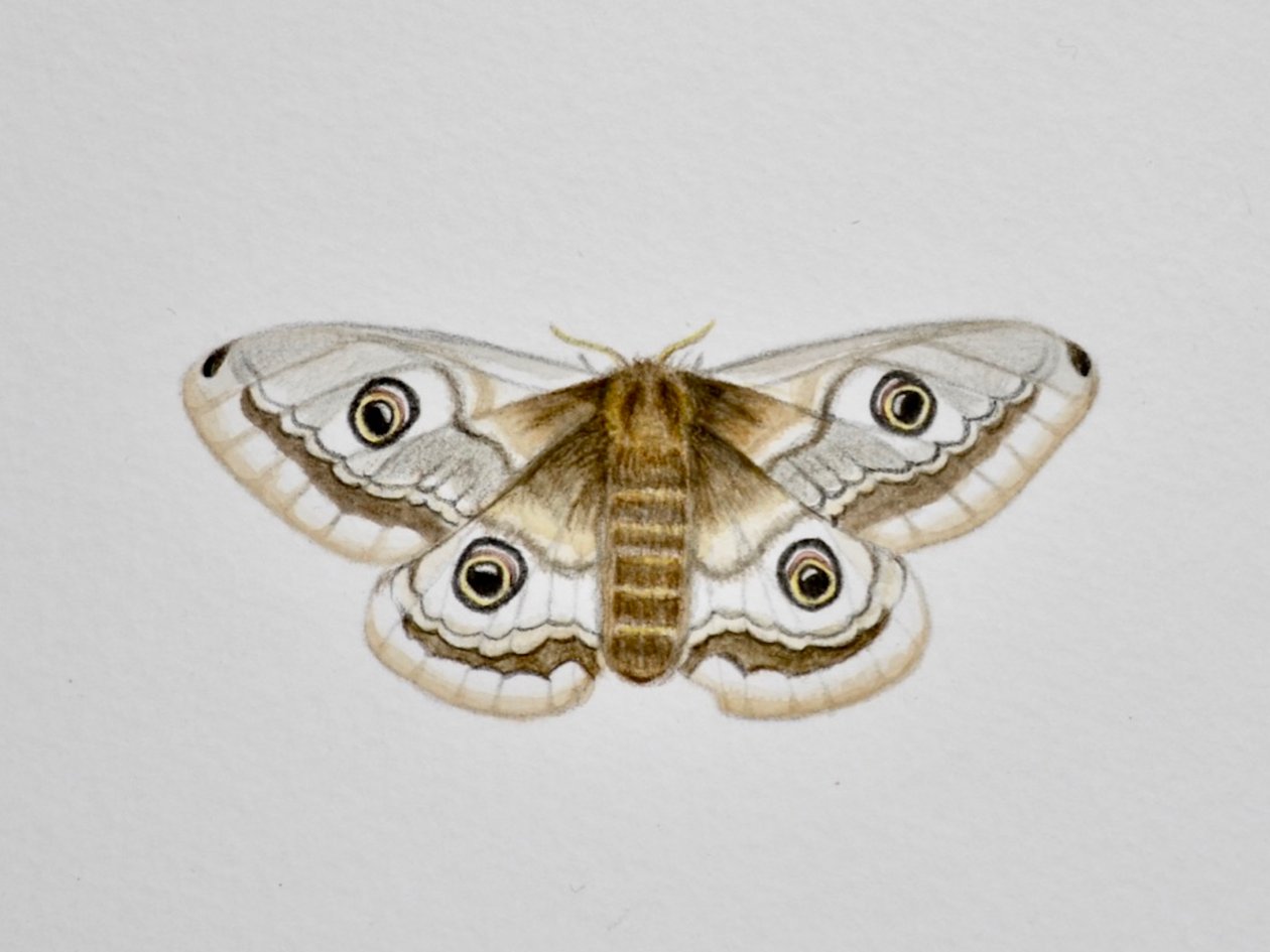 Moth, 2019 by Eleanor Grafton