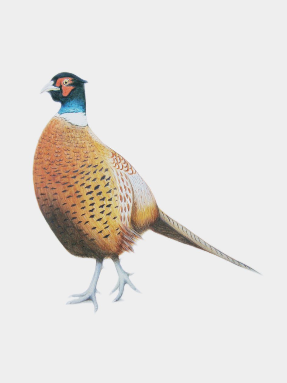 Pheasant, 2012 by Eleanor Grafton