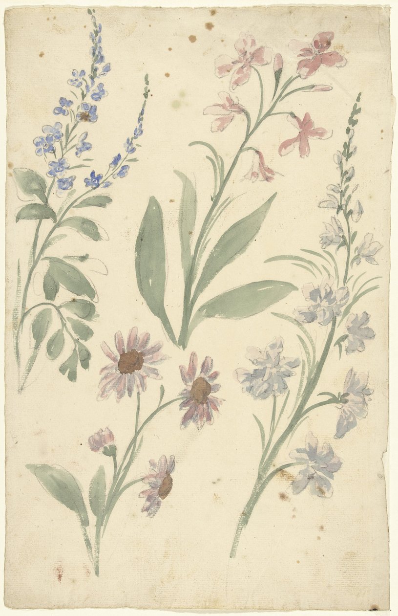 Four Studies of Pink and Blue Flowers by Elias van Nijmegen