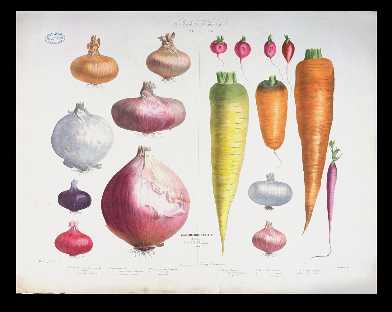 Onions, Radishes and Carrots, from the First Album Vilmorin by Elisa Champin