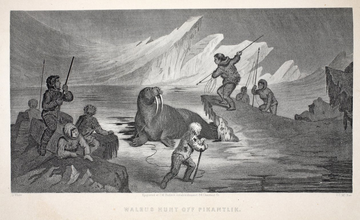 Walrus Hunt off Pikantlik, Illustration from 