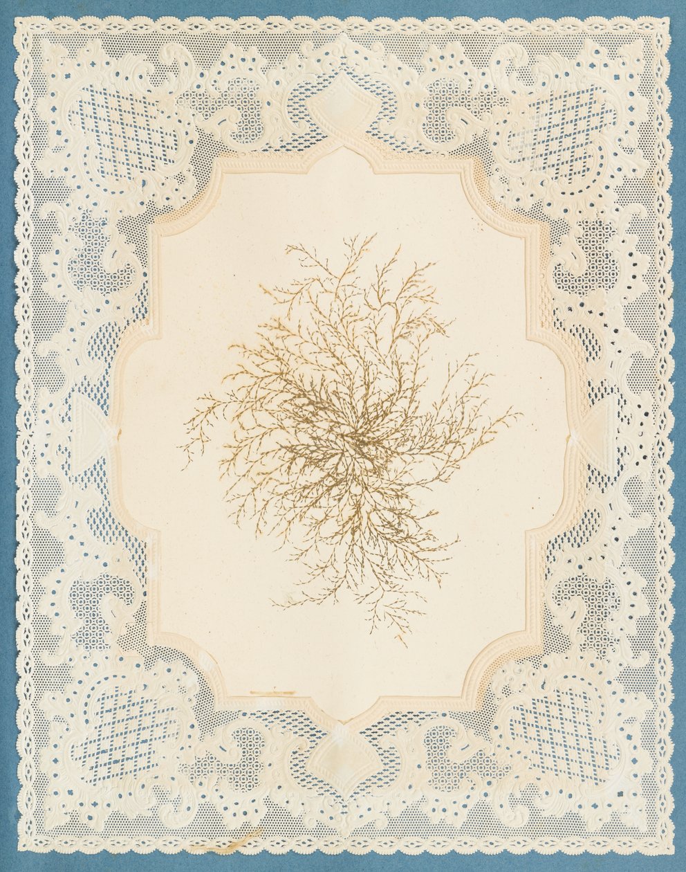 Seaweeds by Eliza A. Jordson